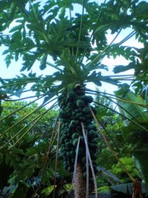 Seychelles Honeymoon-29.JPG