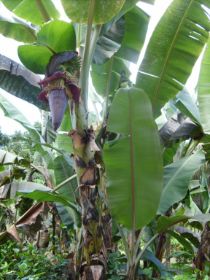 Seychelles Honeymoon-41.JPG