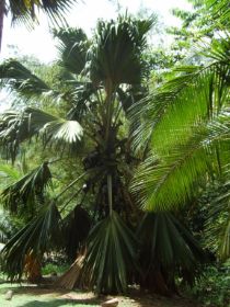 Seychelles Honeymoon-59.JPG